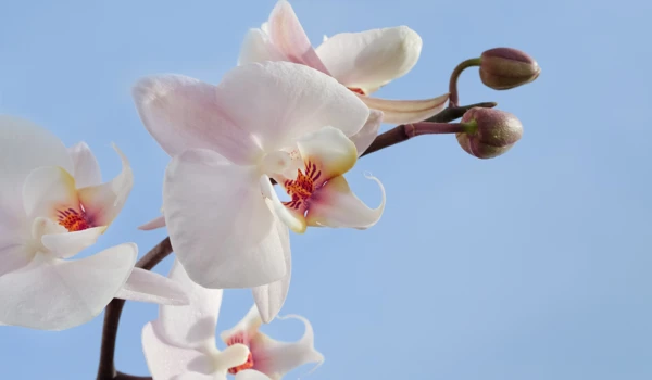 Orchid In Bloom Against Blue Sky
