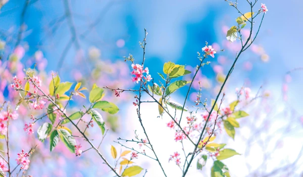 Beautiful Pink Blossom On A Tree With A Blue Sky